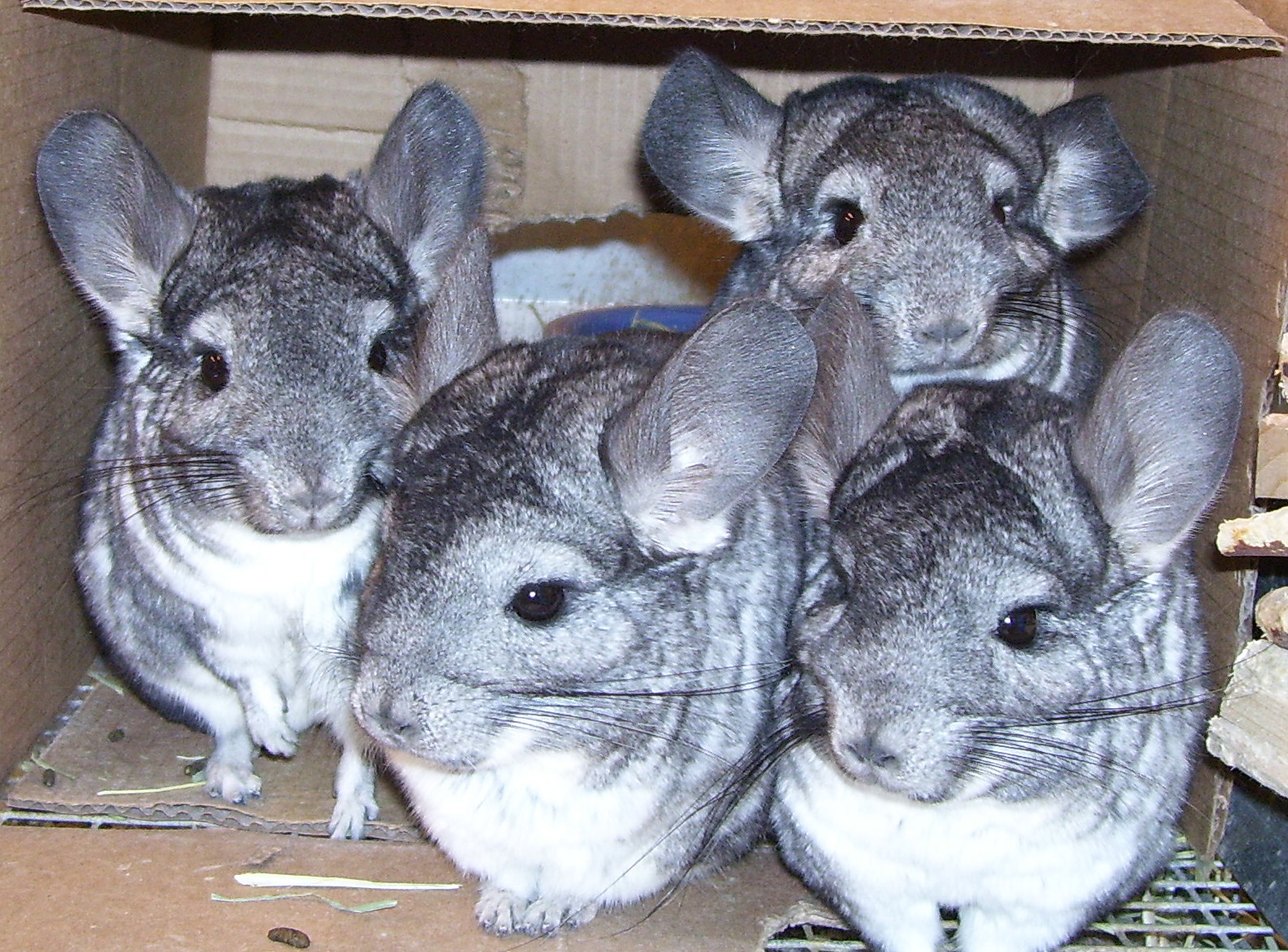 Chinchilla fashion illegal